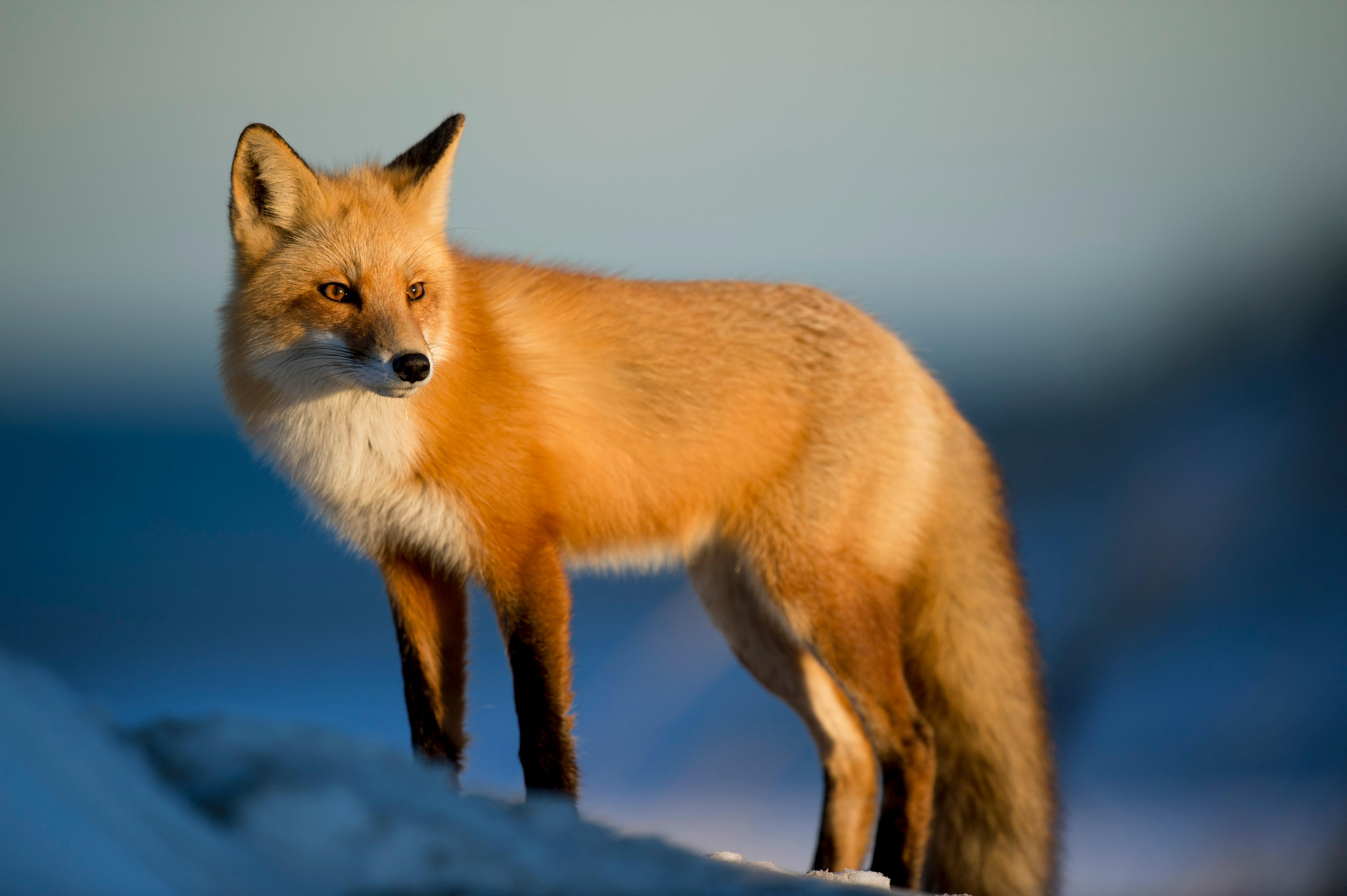 red fox